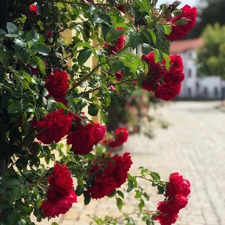 Rosen-hotel فندق 3*