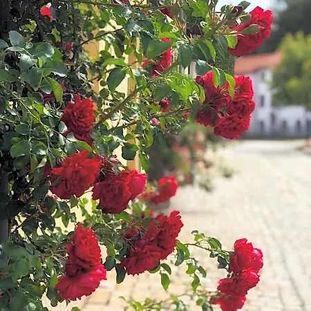 Rosen-hotel 3* Sangerhausen