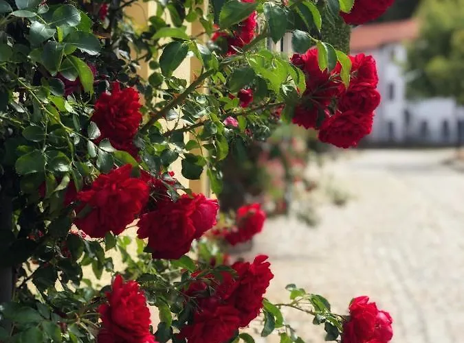 Rosen-hotel Hotell 3*